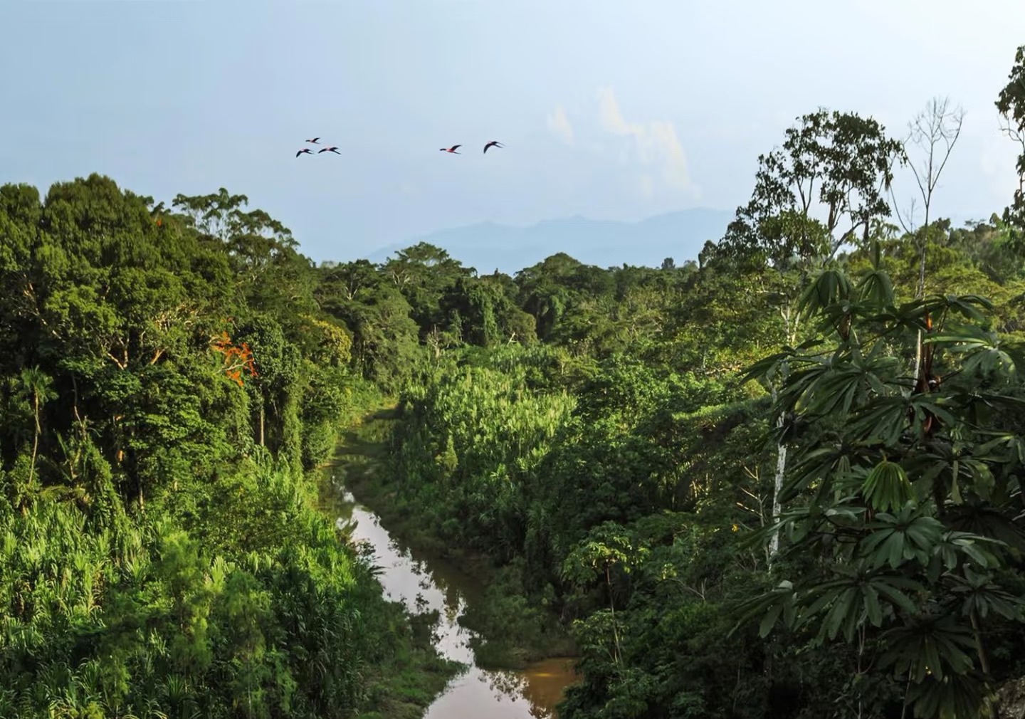 Andean Community Sanctions Peru