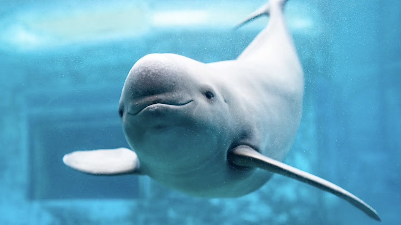 Technology-Empowered Monitoring and Conservation