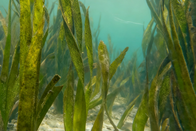 Seagrass Bed Restoration Technology Export