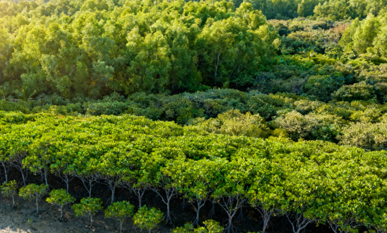Hainan Launches International Cooperation for Coastal Ecological Restoration Project