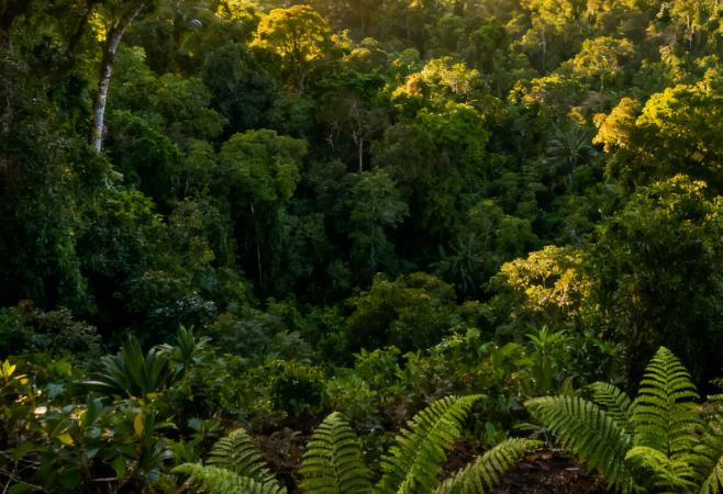 Global Climate Crisis: COP30 Focuses on Rainforest Conservation