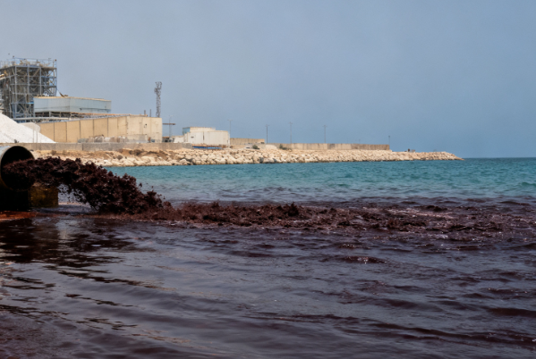 Industrial Pollution in Gabès Bay, Tunisia Triggers Ecological Disaster