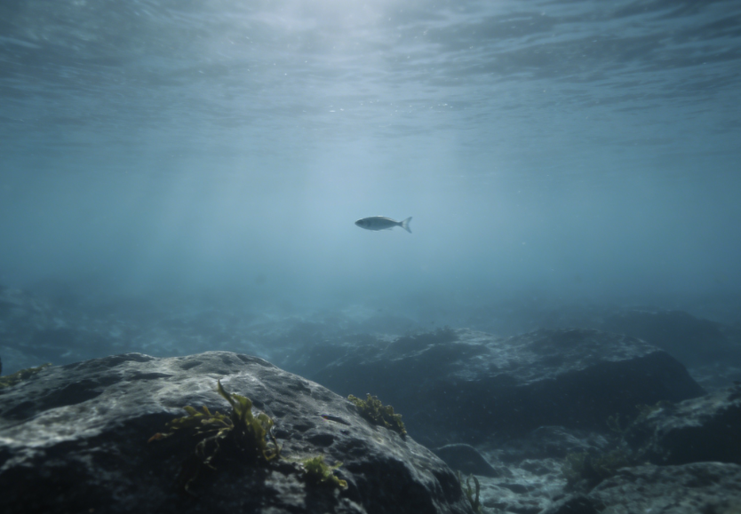 Ocean Warming Causes Sharp Decline in Fish Populations