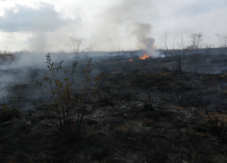 Forest Fires in Southeastern South Korea