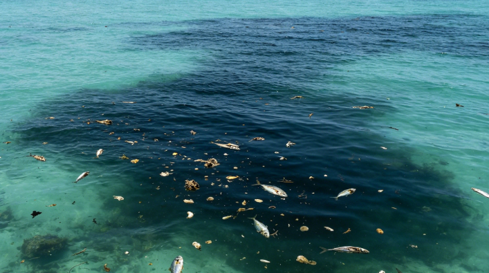 Forecast for the Gulf of Mexico’s Spring “Dead Zone”