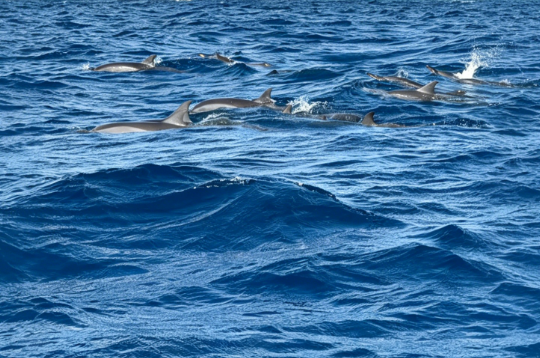 146 Marine Mammals Die in Australia