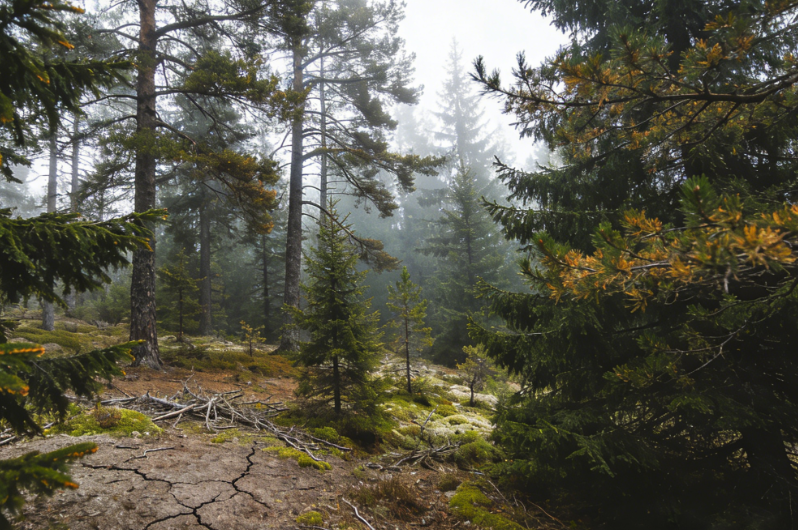 Northern Forests Face Serious Challenges to Carbon Cycling