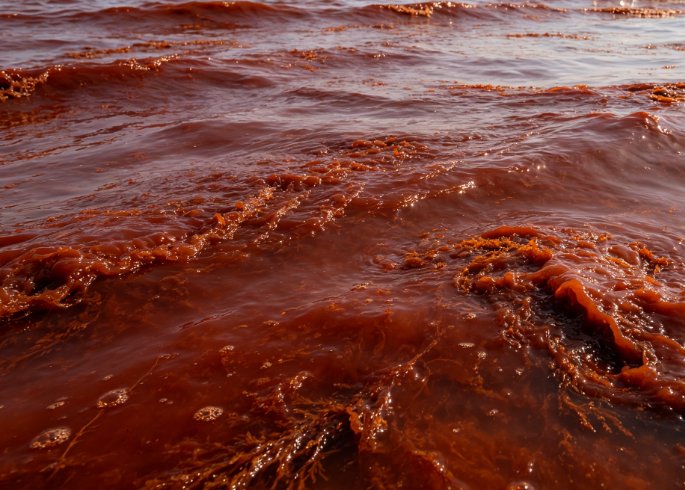 Direct Discharge of Industrial Wastewater in Bangkok Bay Triggers Massive Red Tide