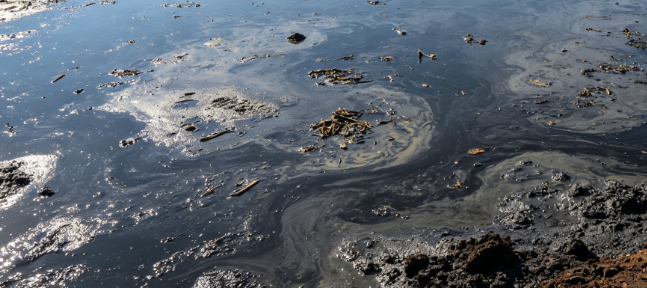 Widespread Groundwater Contamination in the Upper Rhine Region of Germany