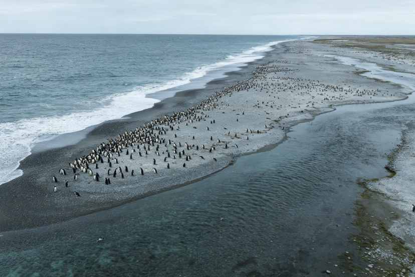 PFAS Persistent Chemical Contaminants Detected in Penguins