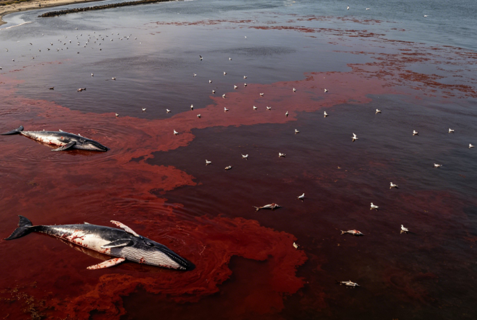 Toxins from a Red Tide in California Cause Multiple Whale Deaths