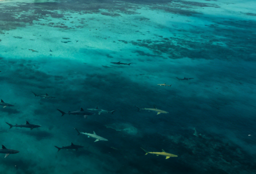 Illegal Drugs Detected in Sharks in the Bahamas