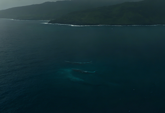 Live-Fire Sinking Exercises Threaten Nearshore Whale Pods