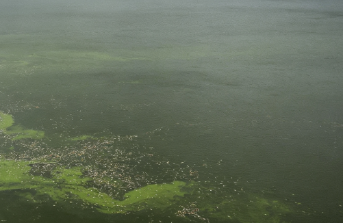 Mass Fish Die-Off at Polish Reservoir