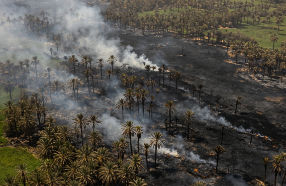 Oasis Fire in Morocco Threatens the Ecosystem