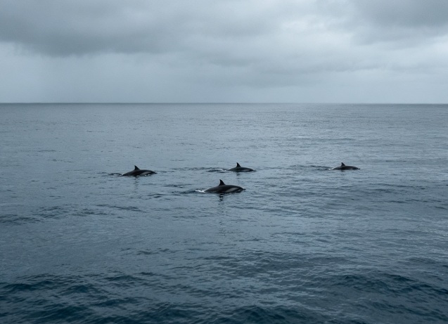 Dolphin Mortality Rates Continue to Rise Off the Coast of South Australia