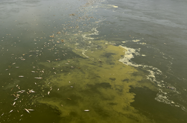 Mass Fish Kill Occurs in the Potomac River in the United States
