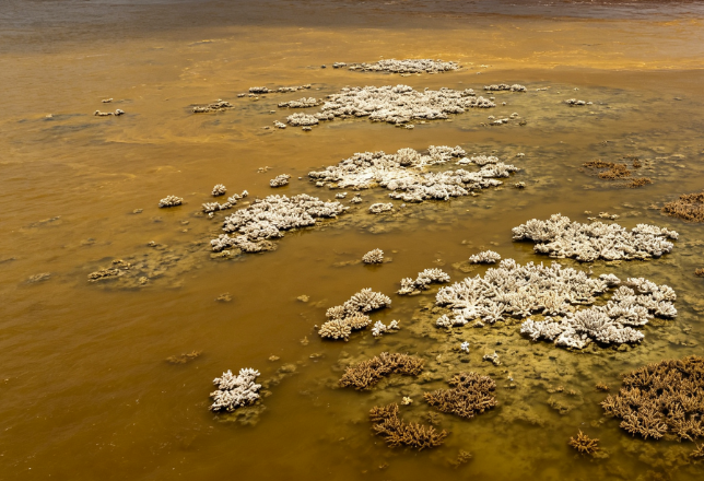 Philippine Sugar Mill Illegally Discharges Ethanol Wastewater