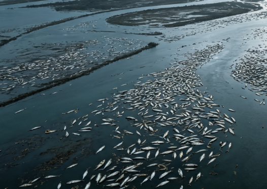 Mass Fish Kill in the Canals of Dutch St. Maarten