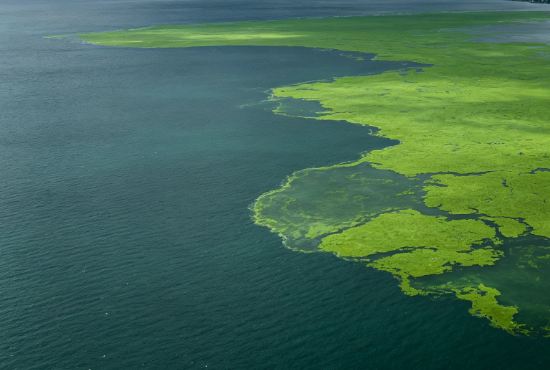 Large-Scale Blue-Green Algae Bloom in Lake Erie