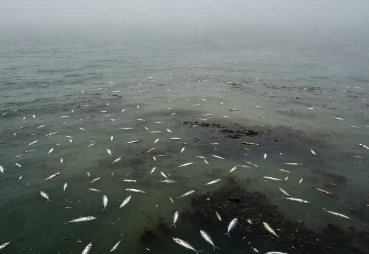 Marine Heatwave Compounded by Water Hypoxia