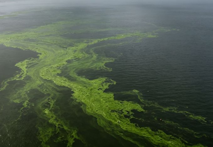 Toxic Cyanobacterial Bloom Erupts Along the Baltic Sea Coast