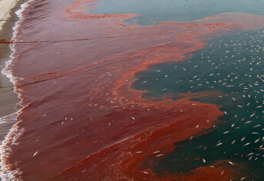 Severe Red Tide Outbreak in Yatsushiro Sea, Kumamoto Prefecture