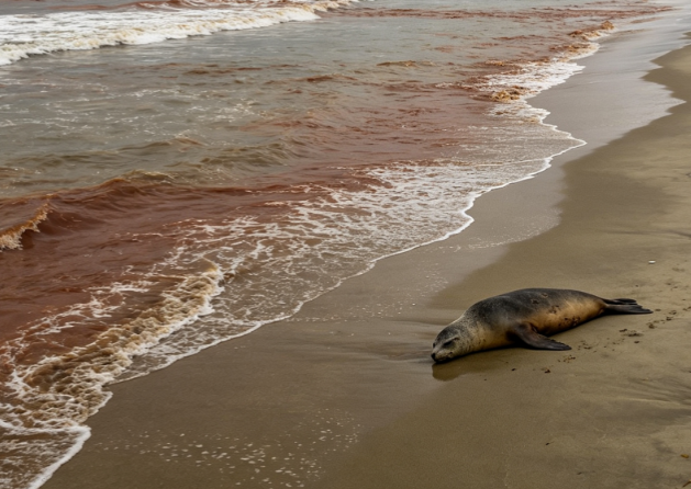 Toxic Red Tide Continues to Spread in California Waters