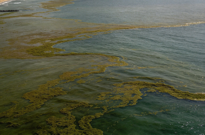 Large-Scale Algal Bloom Erupts Along the Mediterranean Coast