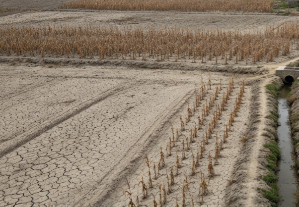 Extreme Drought in Honduras Leads to Total Crop Failure