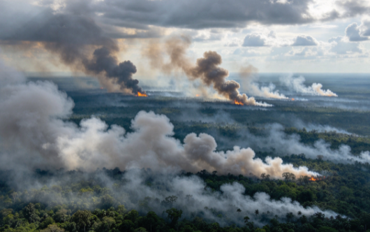 Ozone Pollution from Amazon Wildfires Damages Vegetation