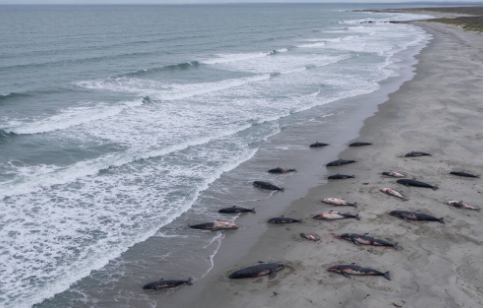 Mass Death of Baby Whales in Argentina