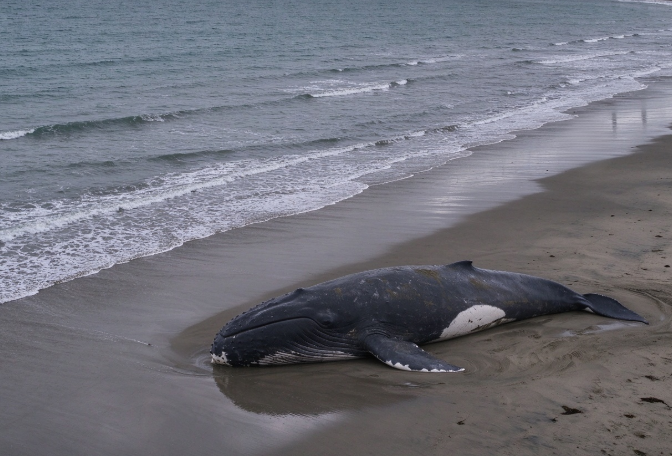 Crisis Threatening Whale Populations in Argentine Waters