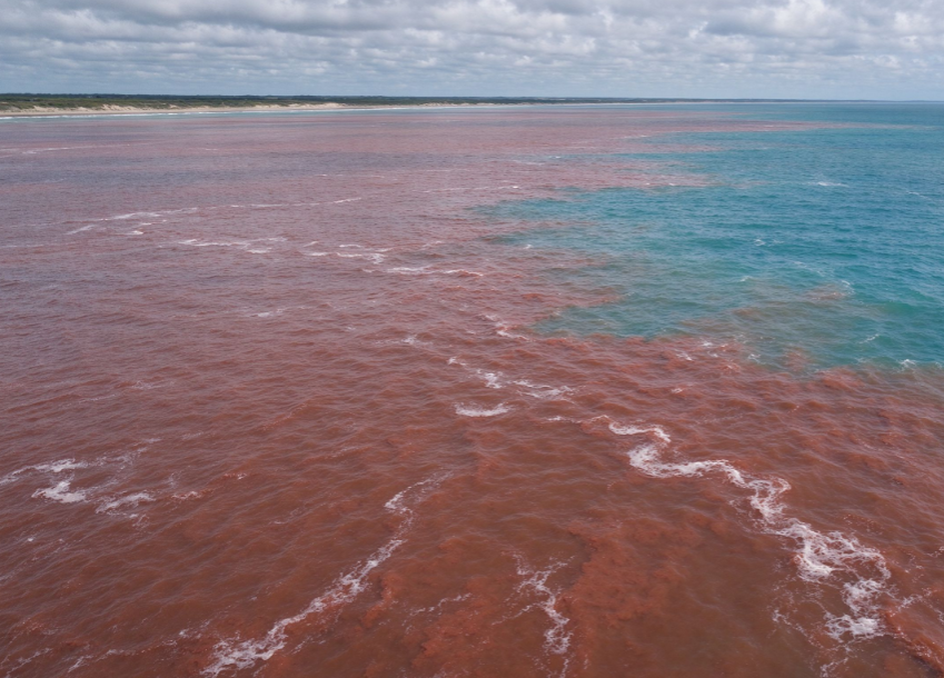 Red Tide Off the Coast of Chiba Prefecture, Japan