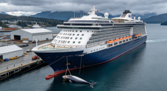 Alaska Cruise Ship Collides with Endangered Baleen Whale; Whale’s Body Becomes Lodged in the Bow